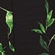 Black Green Floral
